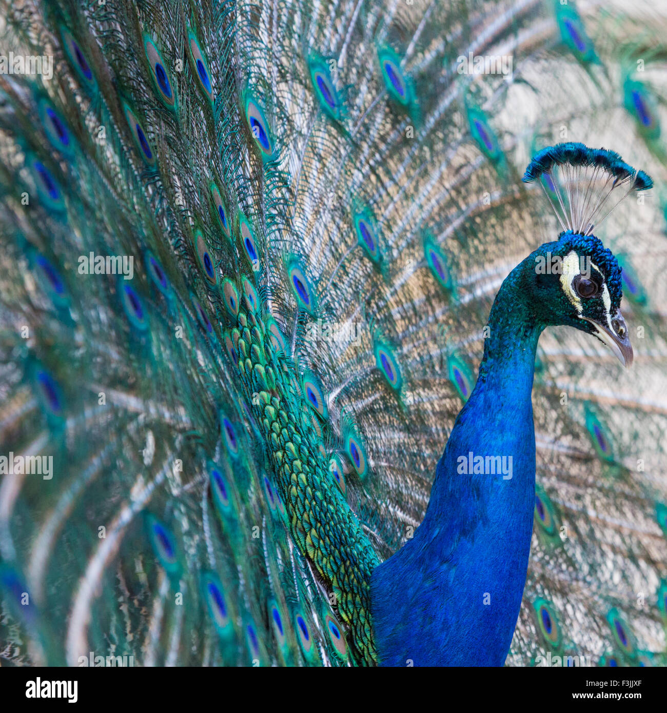 Portrait of beautiful peacock with open tail Stock Photo - Alamy