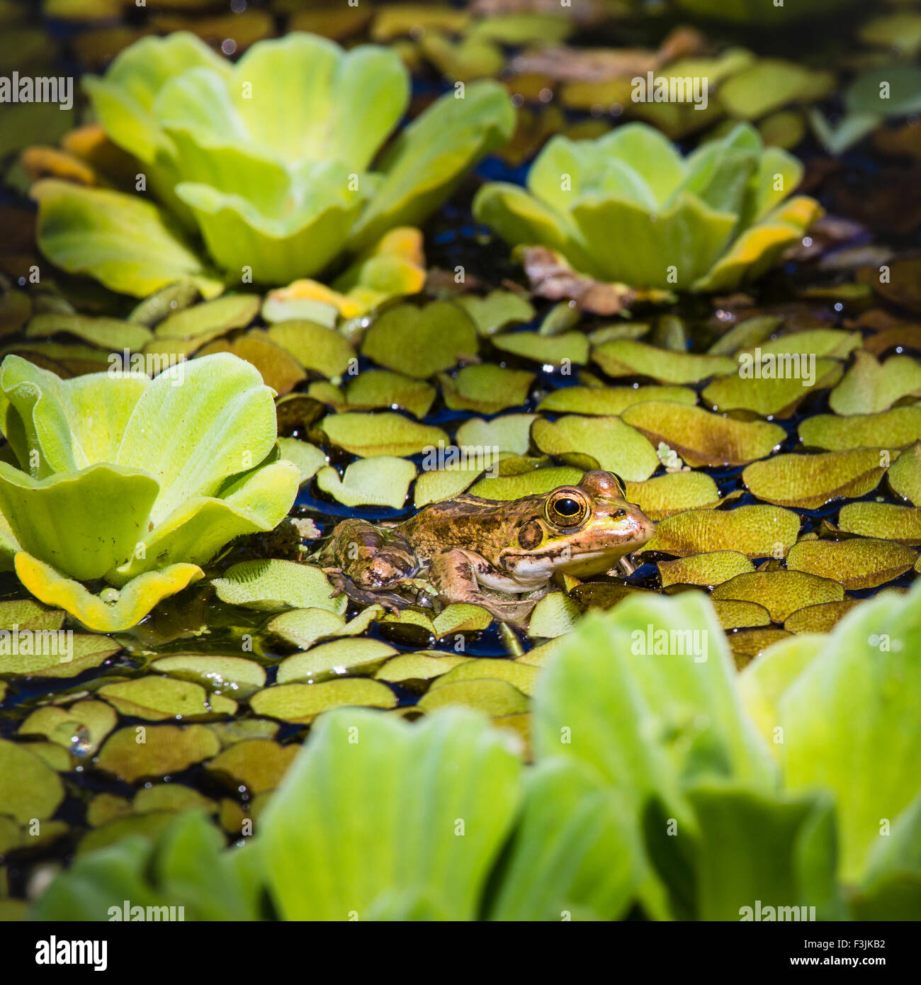 Green Frog in a wetland Stock Photo - Alamy