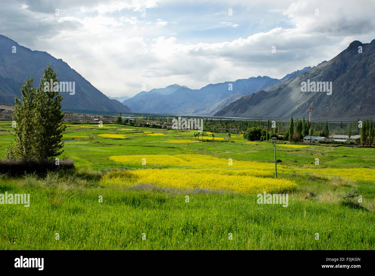 Mustard Fields at Diskit ; Ladakh ; Jammu & Kashmir ; India Stock Photo