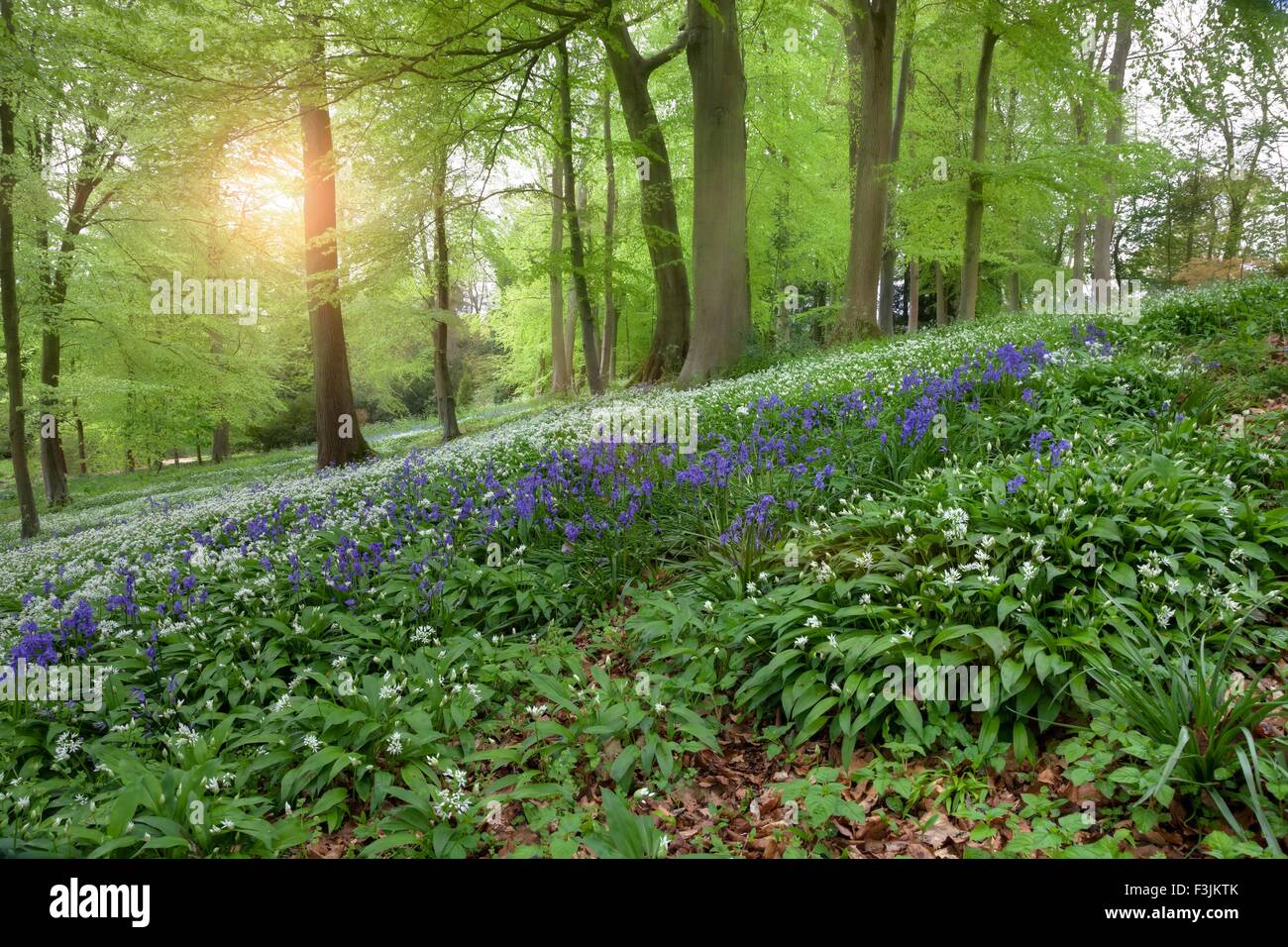 Spring Beech woodland with Bluebells and Ramsons in flower, England Stock Photo