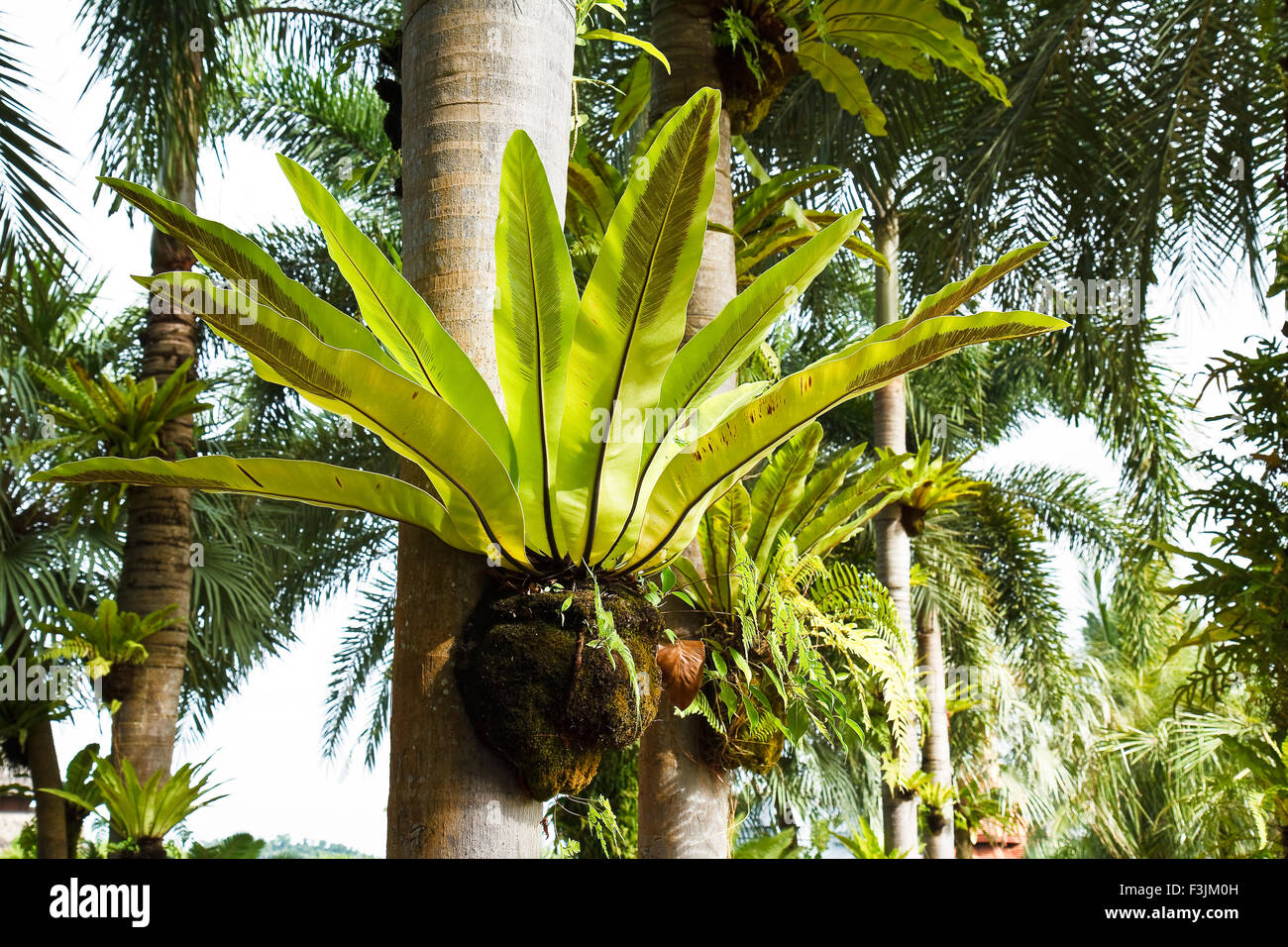 Crows Nest Fern High Resolution Stock Photography and Images - Alamy