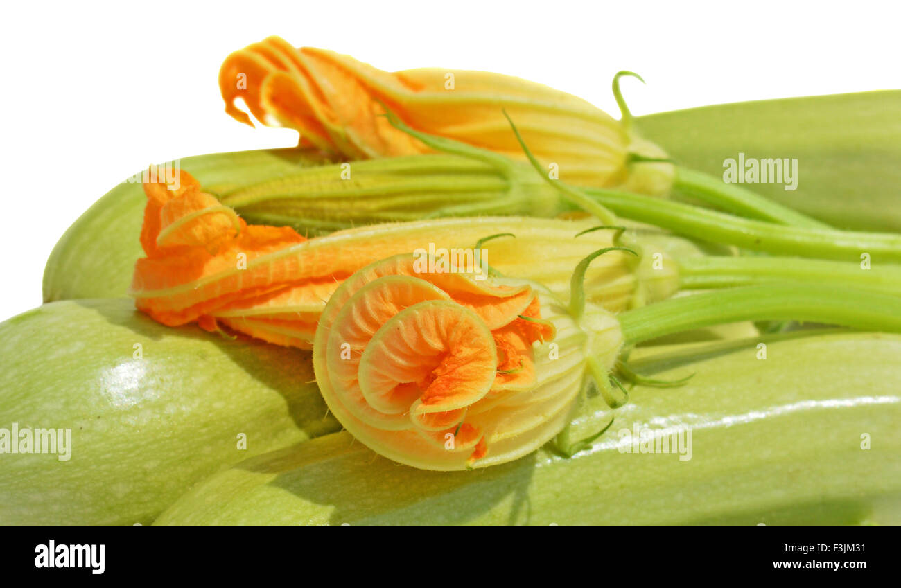 Yellow zucchini blossoms on white background Stock Photo Alamy