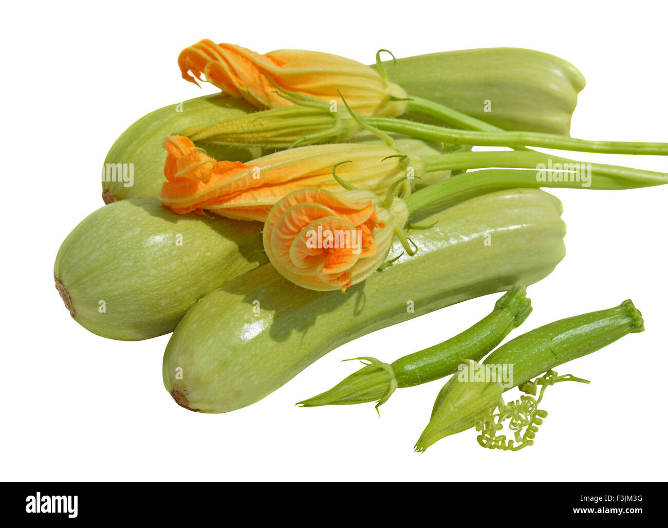 Yellow zucchini blossoms, leaves and tendril on white background Stock