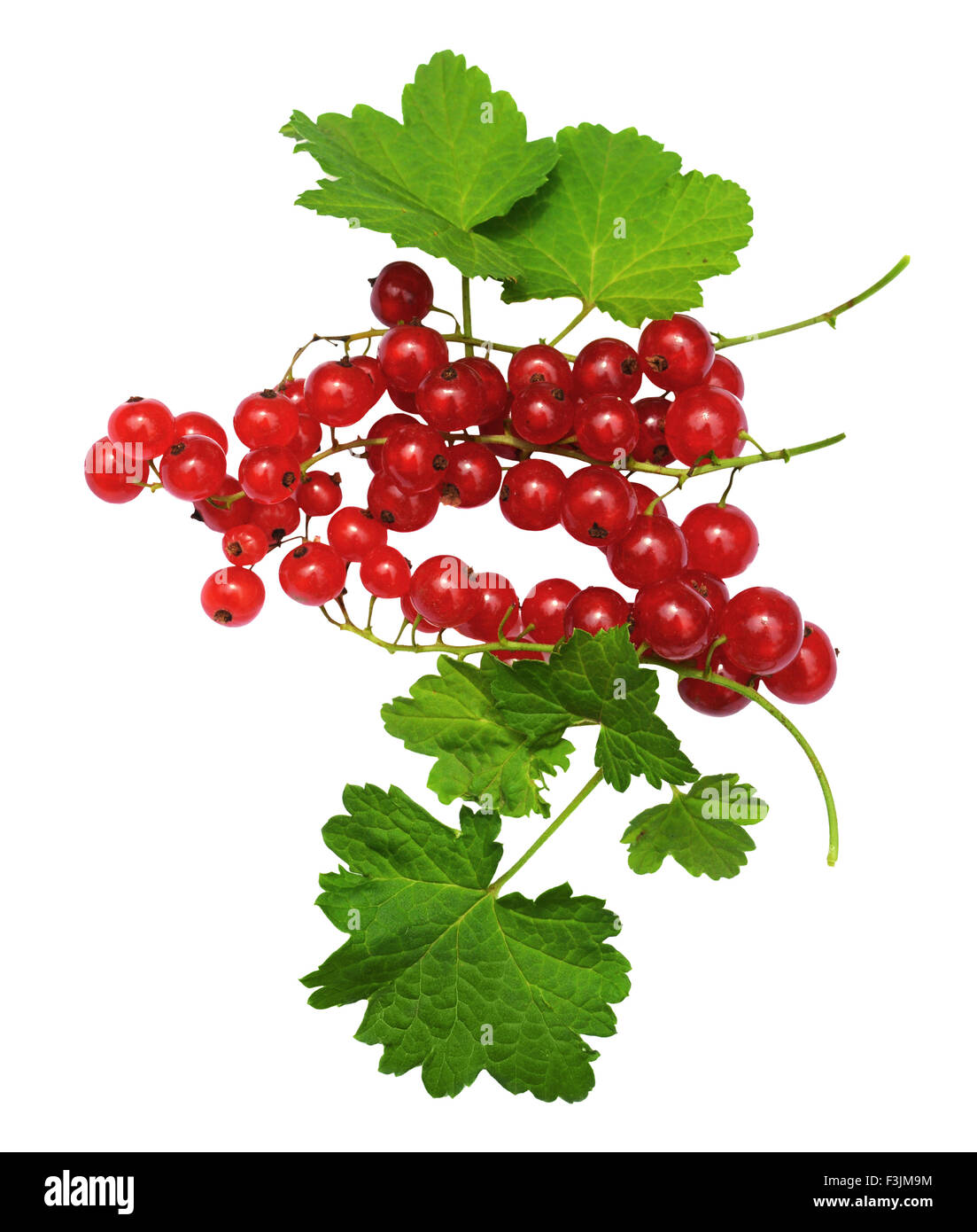 Redcurrant with leaves Stock Photo