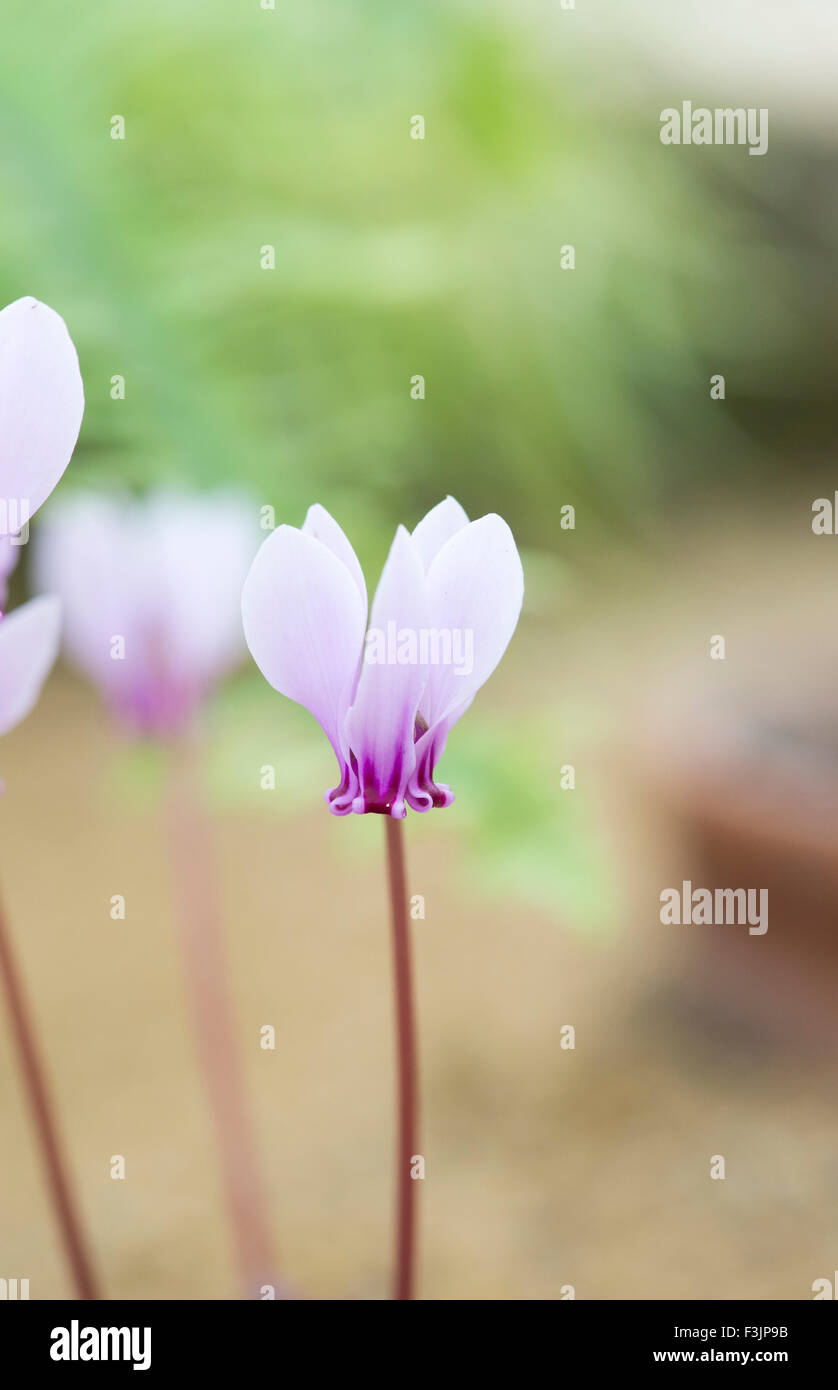 Cyclamen hederifolium 'lysander' flowering in autumn. Ivyleaved