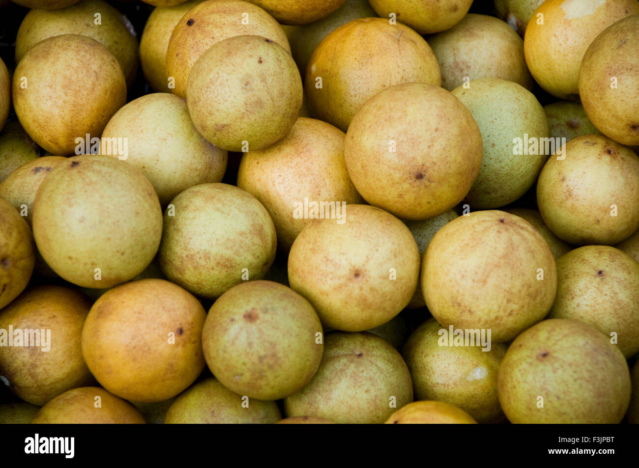 Chiku fruit at Varun farm Usarli village Panvel taluka Maharashtra