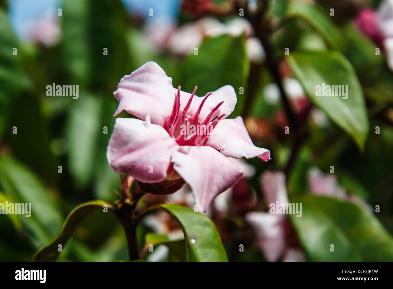 Strophanthus gratus Stock Photo