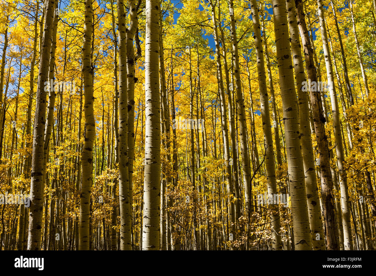 A grove of Aspen trees in full Autumn color on the Colorado Trail in