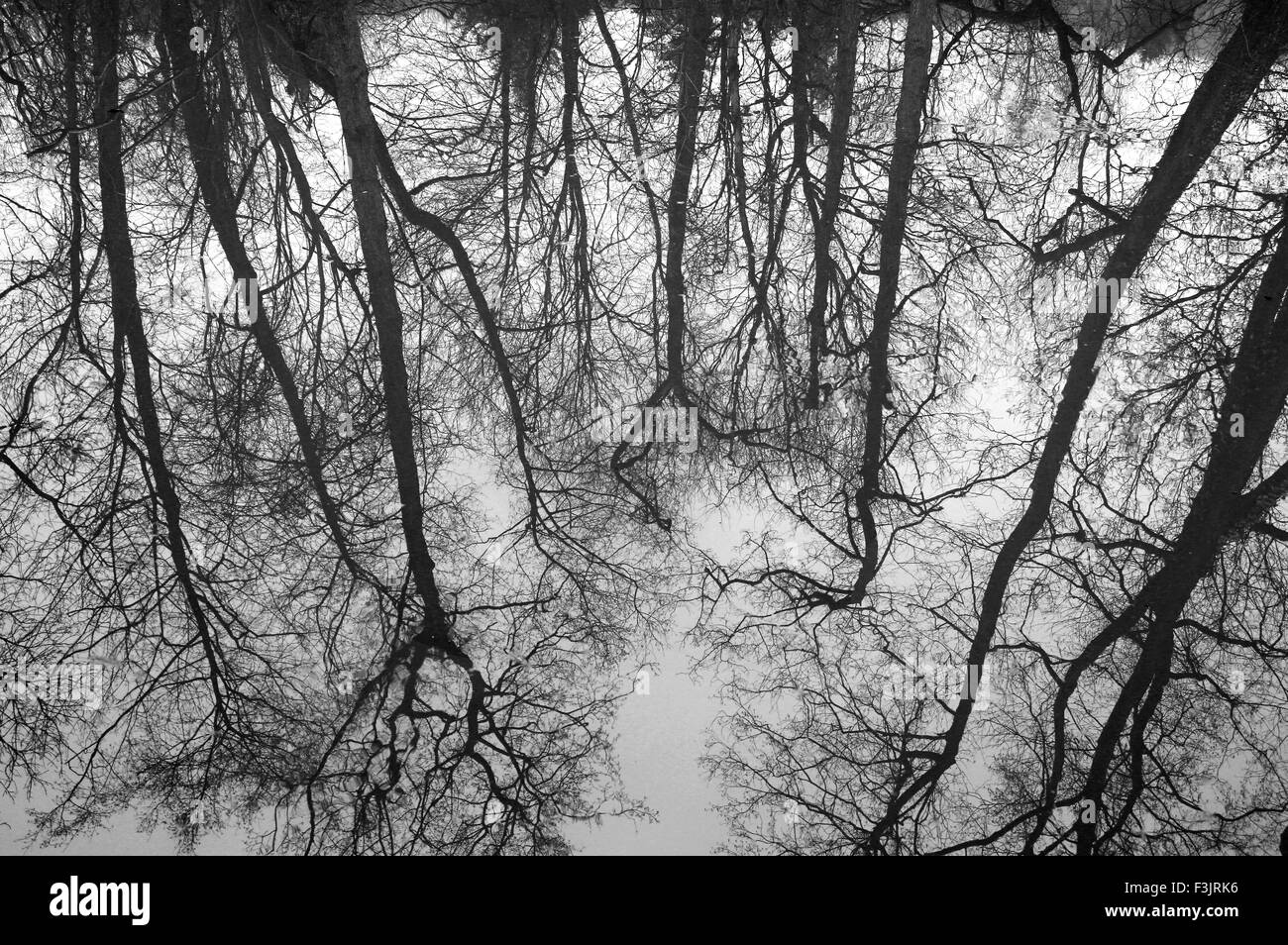 Reflection of trees in Cromford Canal Stock Photo