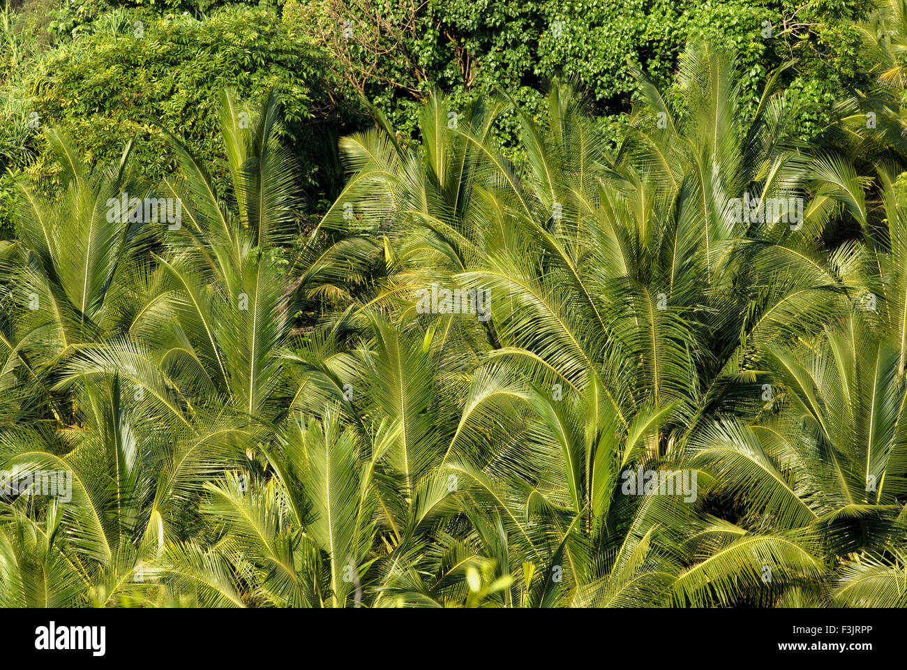 coconut palm trees Ganapatipule Beach southern Konkan coast Ratnagiri maharashtra india asia Stock Photo