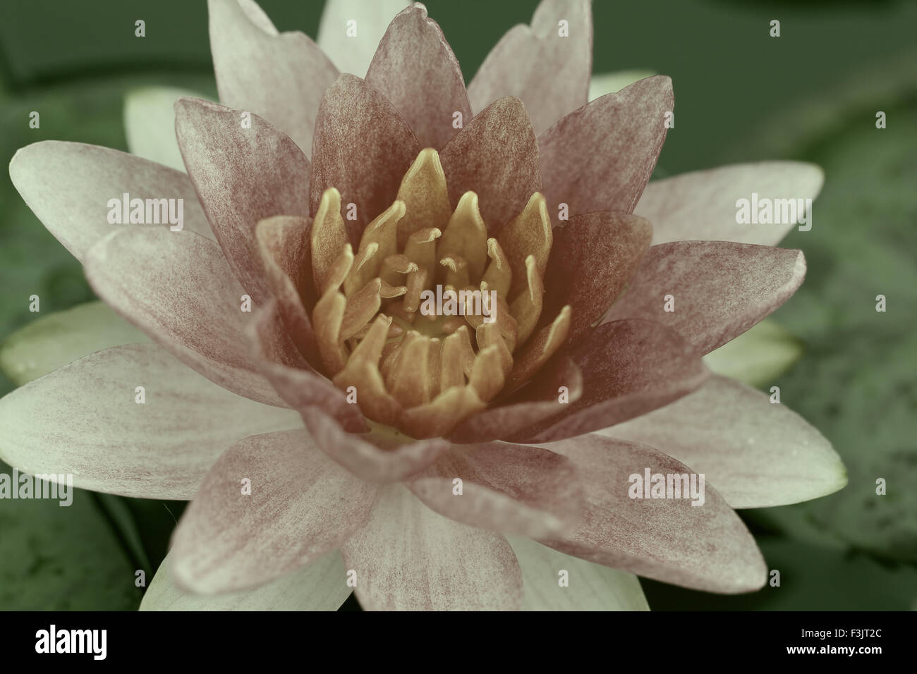 water lily in pond close up Stock Photo - Alamy