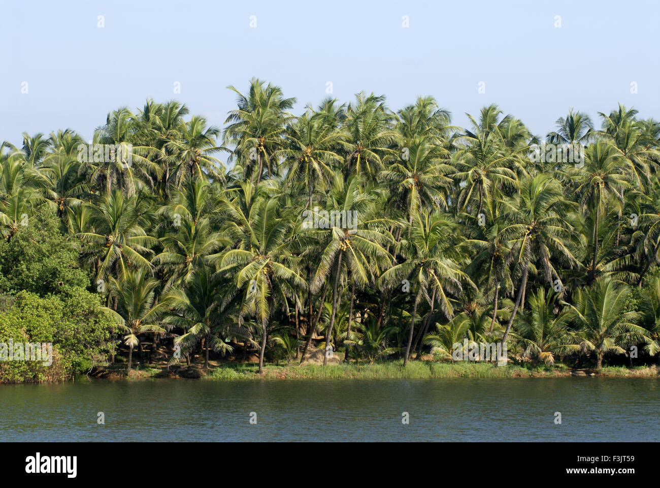 Sauparnika River green Coconut palm trees Maravanthe Kundapura Udupi Karnataka India Stock Photo