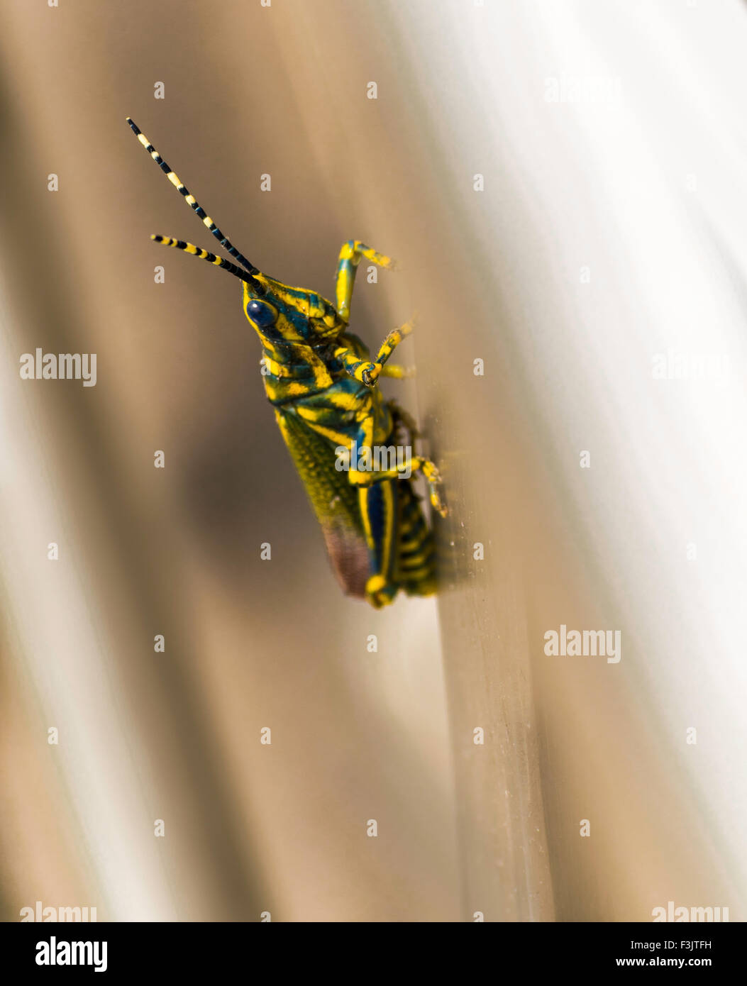 Gaudy grass hopper on abstract background Stock Photo