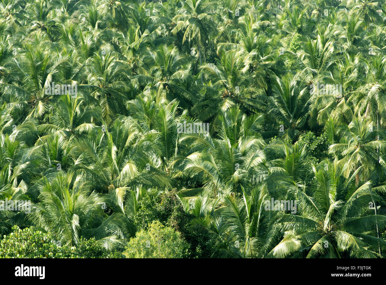 green Coconut palm trees at Karkala District Udupi Karnataka India Stock Photo
