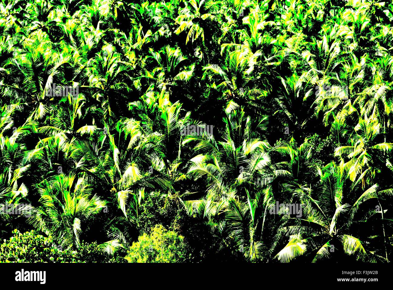 Aerial view of dense lush green coconut palms at Karkala District Udupi  Karnataka India Stock Photo