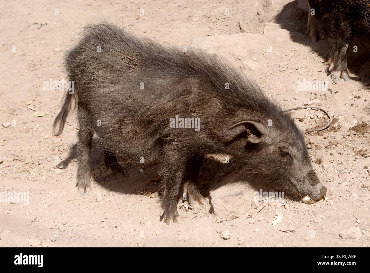 domestic pig female eating garbage at village Otur ; District Pune ; Taluka Junnar ; Maharashtra ; India asia Stock Photo