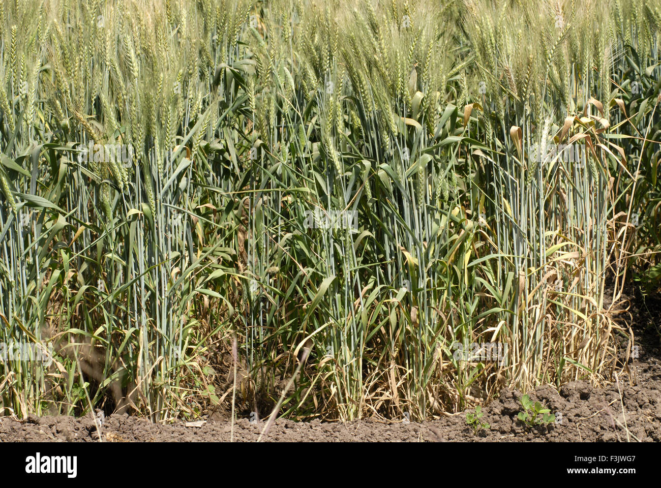 Lush green wheat crop at village Otur Taluka Junnar District Pune Maharashtra India Stock Photo
