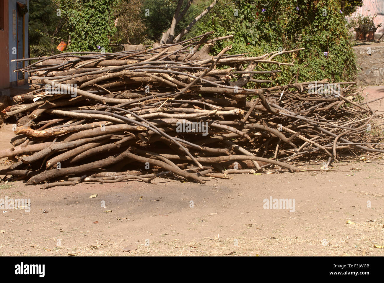 Dry wood collected for used as fuel for village stove at Otur Taluka Junnar District Pune Maharashtra India Stock Photo