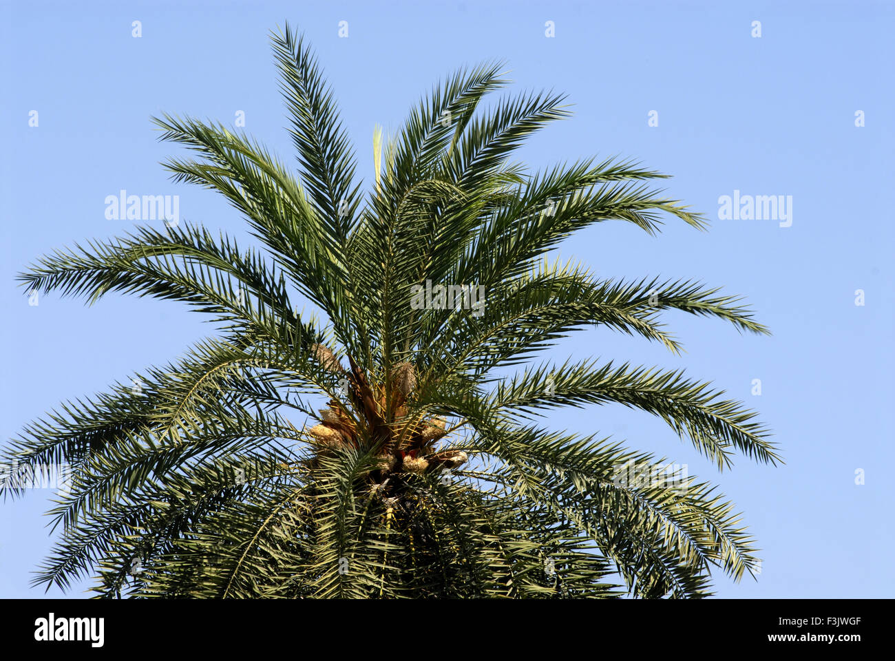 wild palm tree at Otur Taluka Junnar District Pune Maharashtra India asia Stock Photo