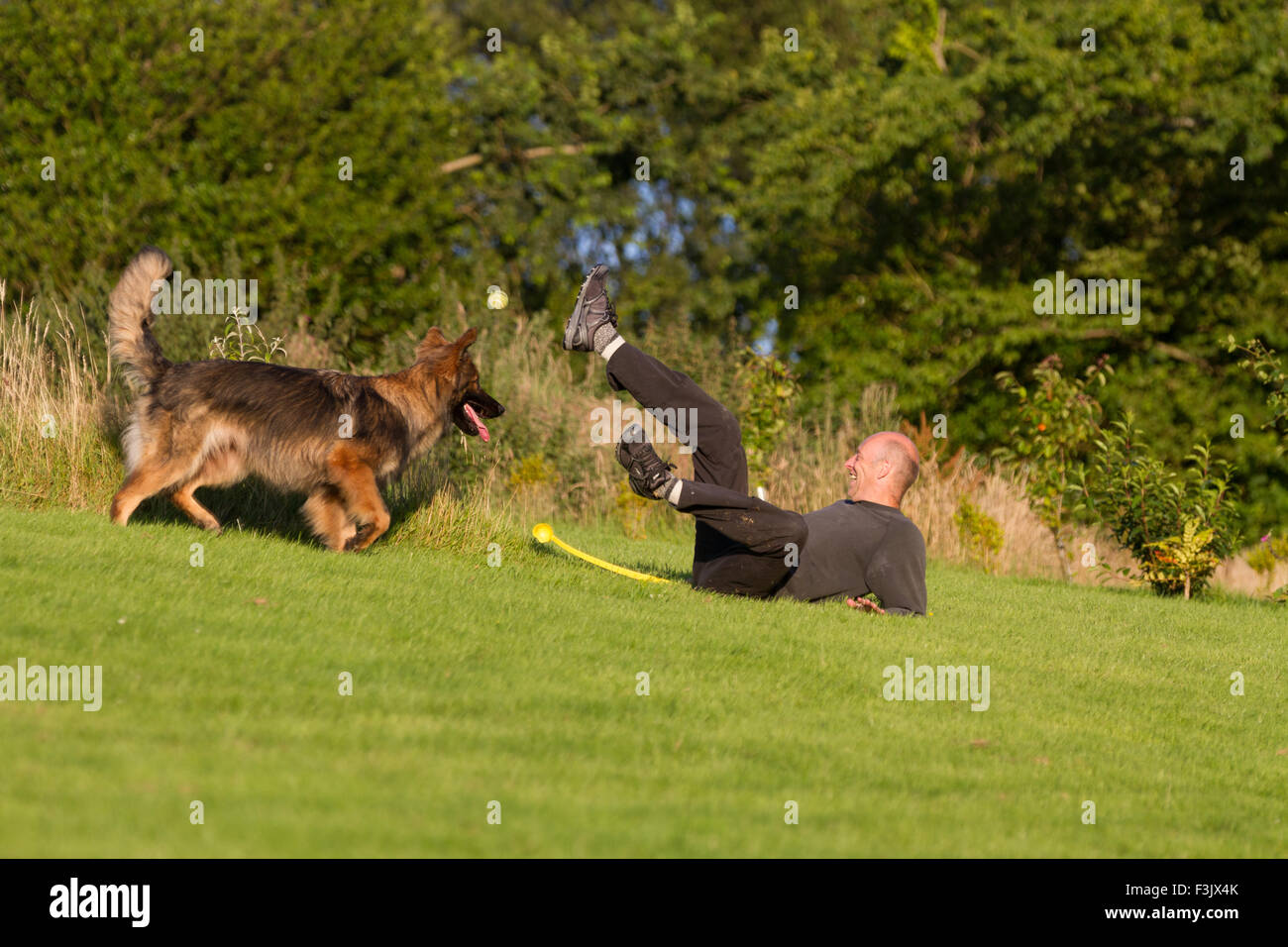 Man knocked over by Alsatian dog on grass Stock Photo