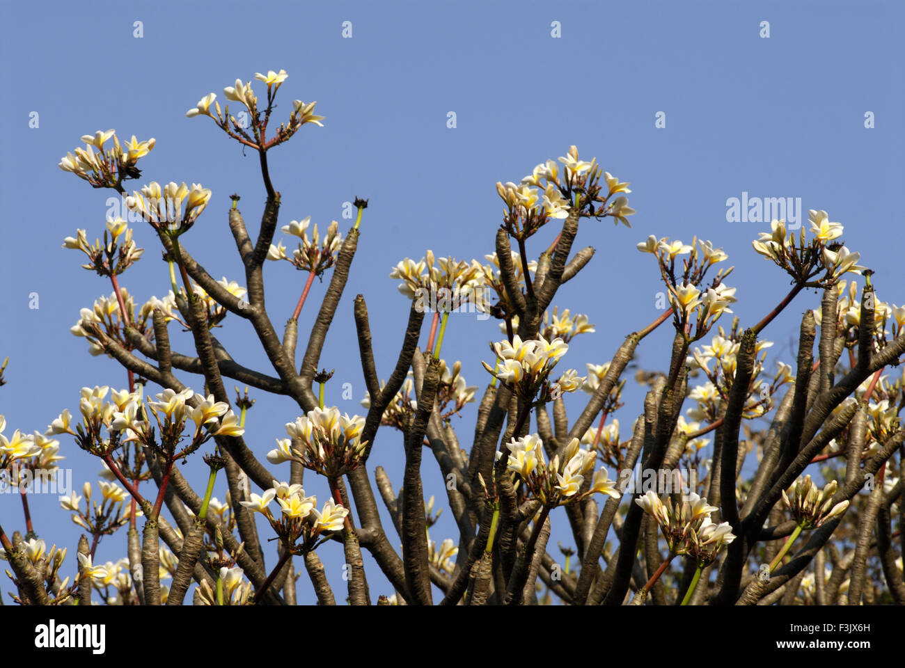 Branches full of sweet scent flowers of Temple tree Apocynaceae Plumeria acutifolia Chafa Elephanta Island Raigad mumbai Maharashtra india Stock Photo