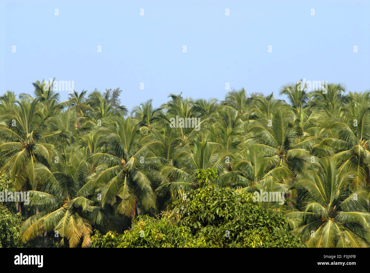 coconut trees Harihareshwar Konkan Raigad Maharashtra India Stock Photo