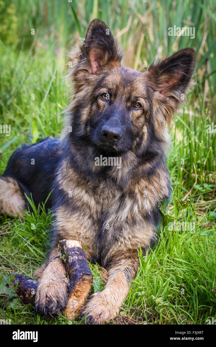 Alsatian dog hi res stock photography and images Alamy