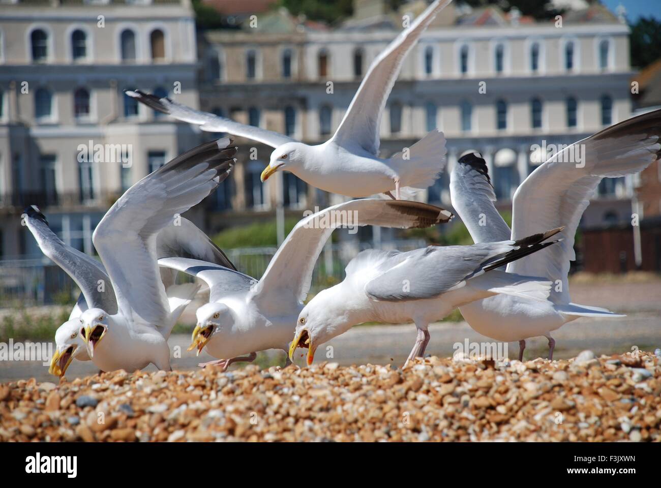 A flock of European Herring Gulls (Larus Argentatus) scavenging food on the shingle beach at
