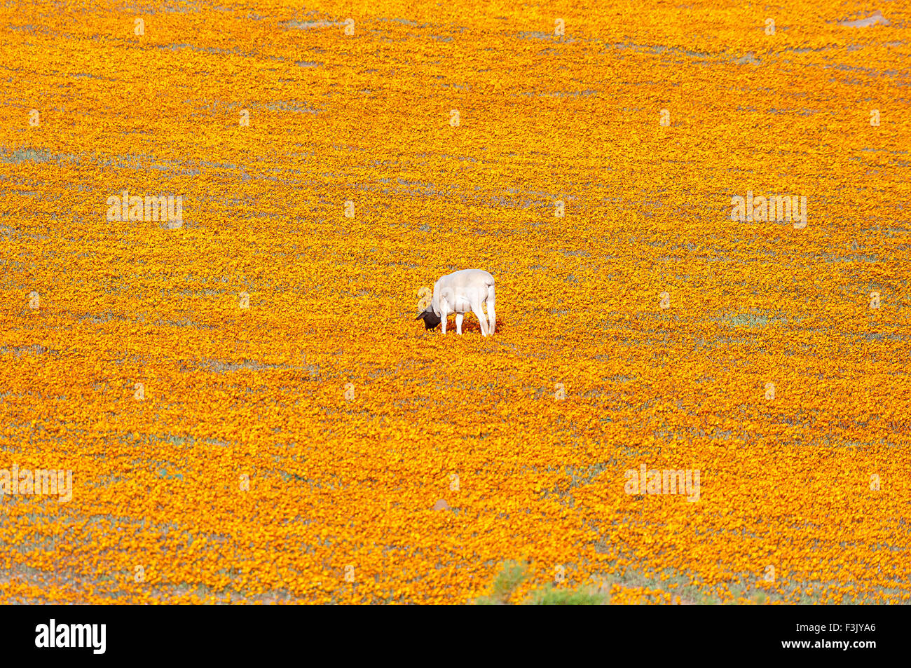 A Dorper sheep in a sea of Orange daisies at Arkoep in the Northern Cape Namaqualand region Stock Photo