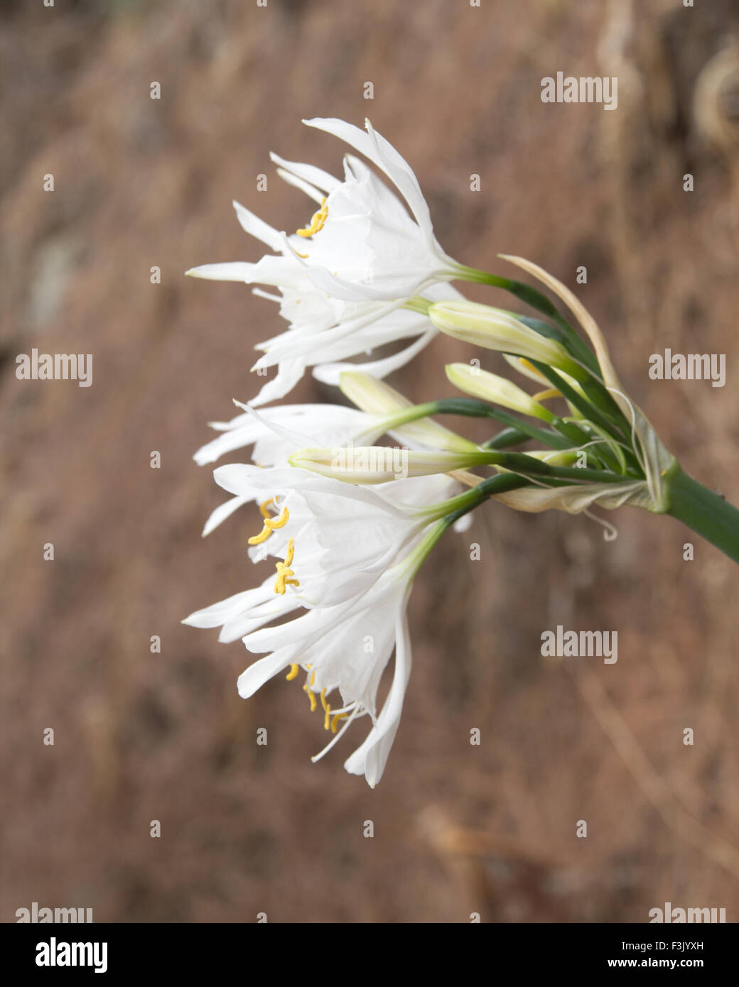 Flowering Pancratium canariense or the Canary Sea Daffodil flowering on old pine needles background Stock Photo