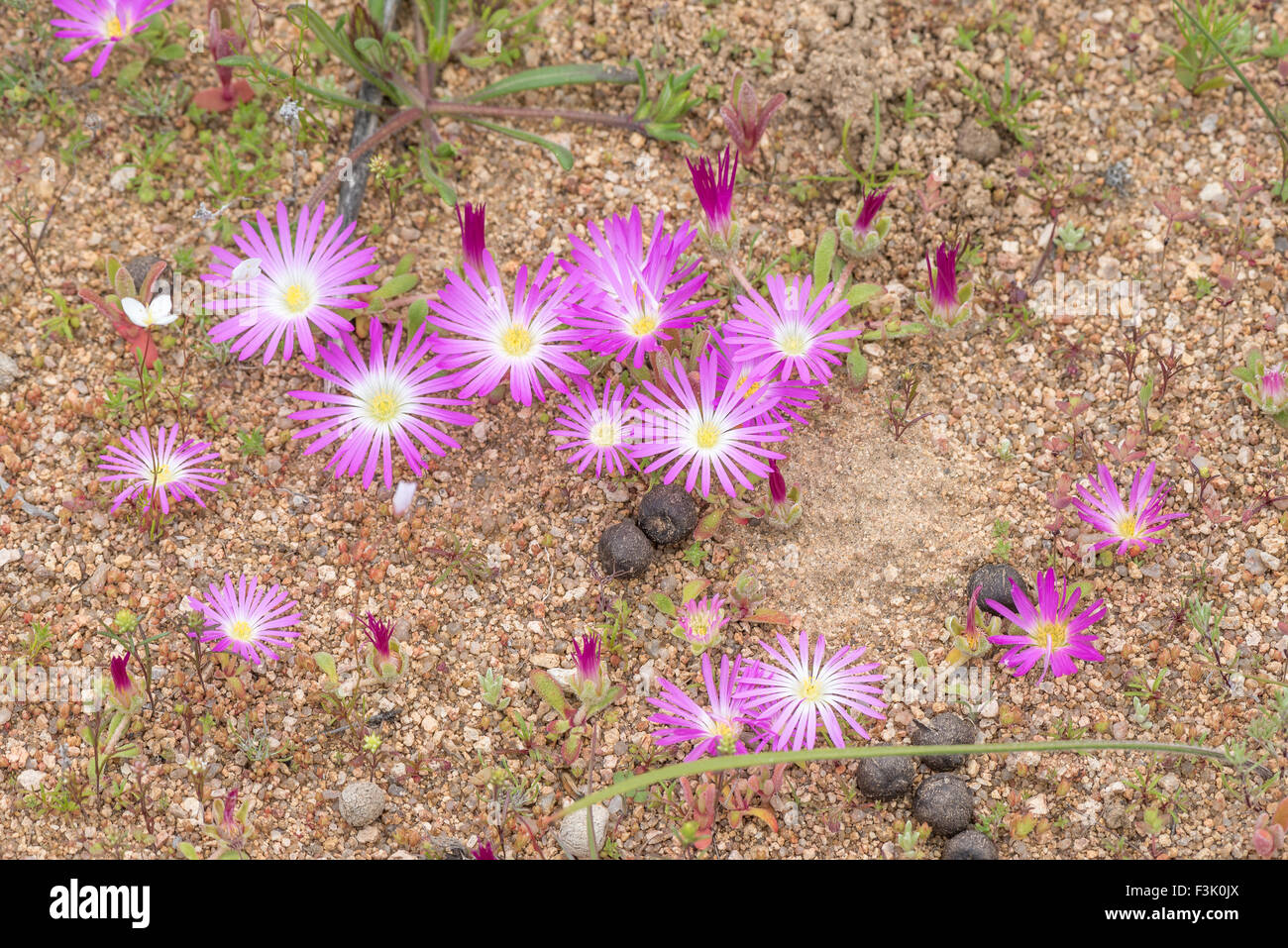 Bellidiformis hi-res stock photography and images - Alamy