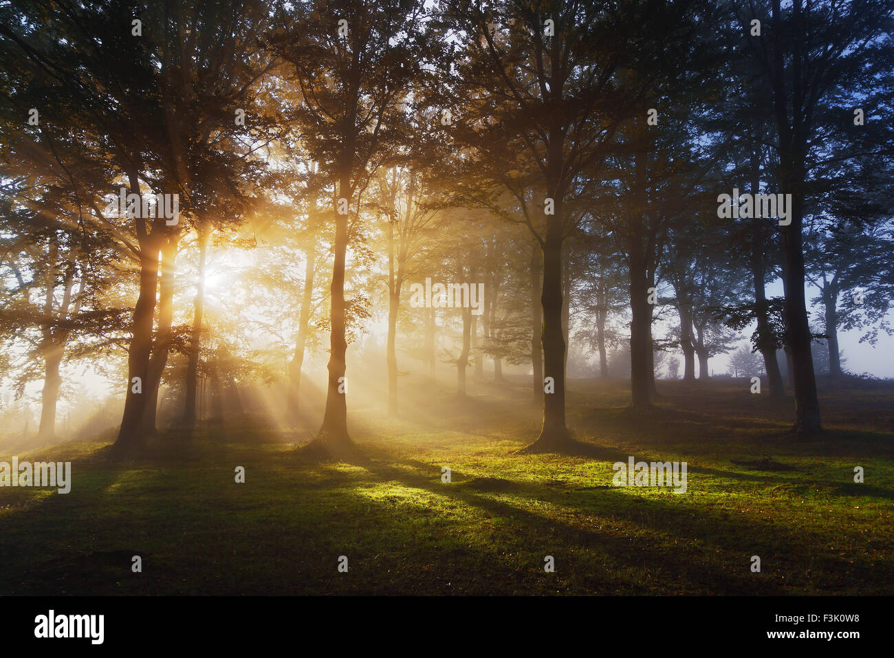 morning sun rays on the forest Stock Photo - Alamy