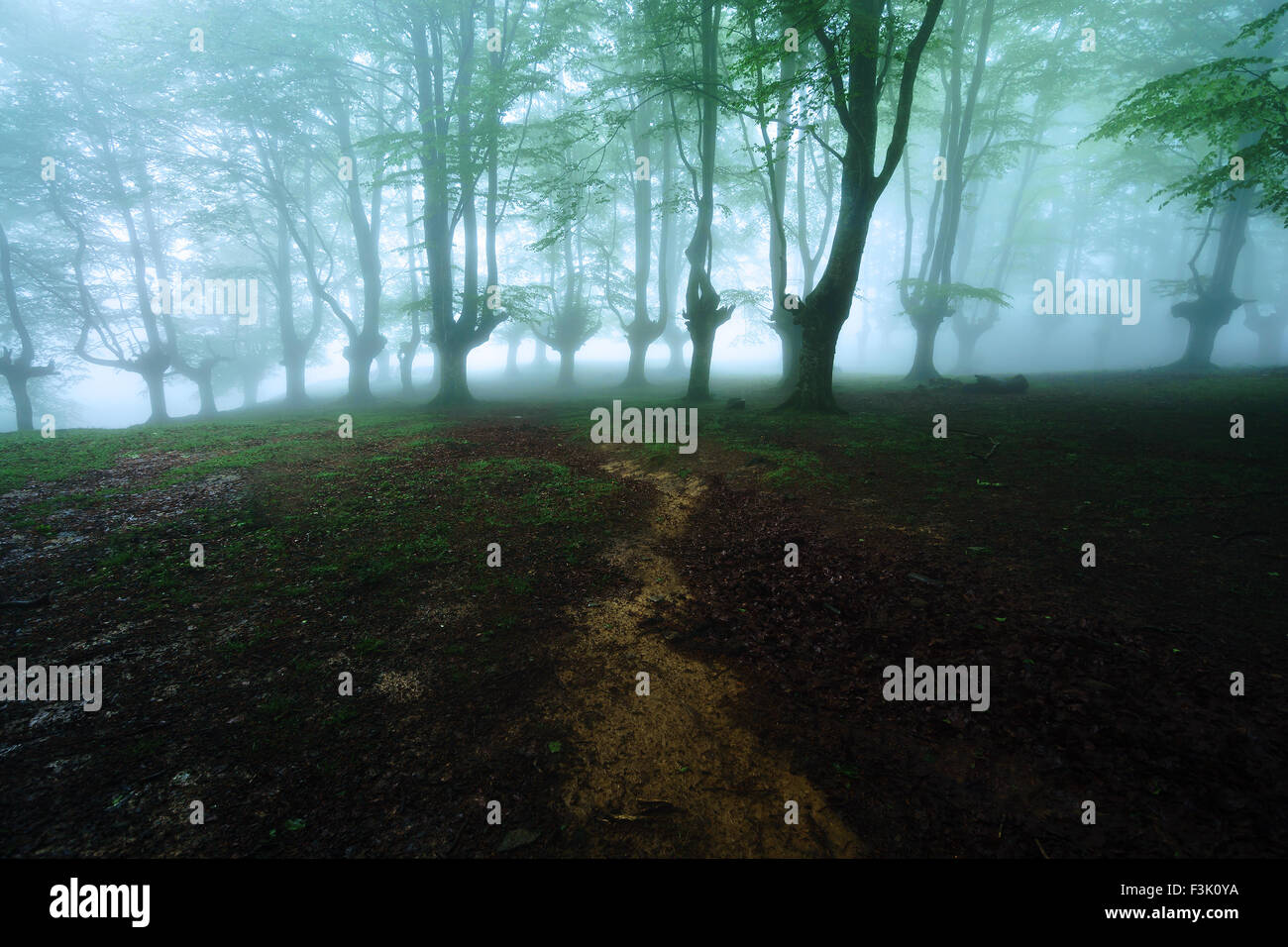 path to the foggy forest Stock Photo - Alamy