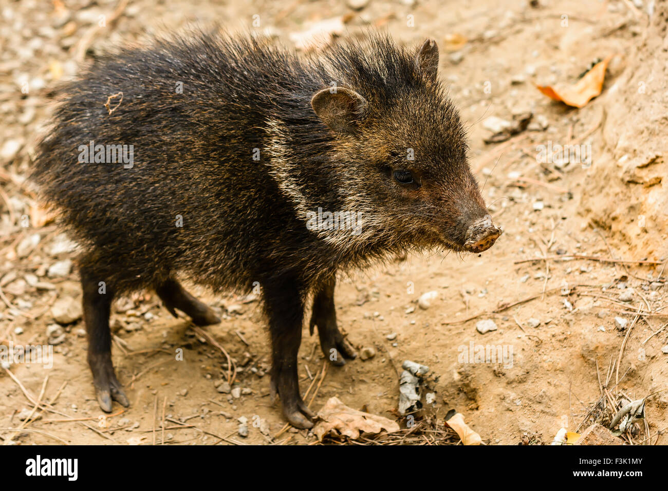 The collared peccary young (Pecari tajacu) is a species of mammal in the family Tayassuidae Stock Photo