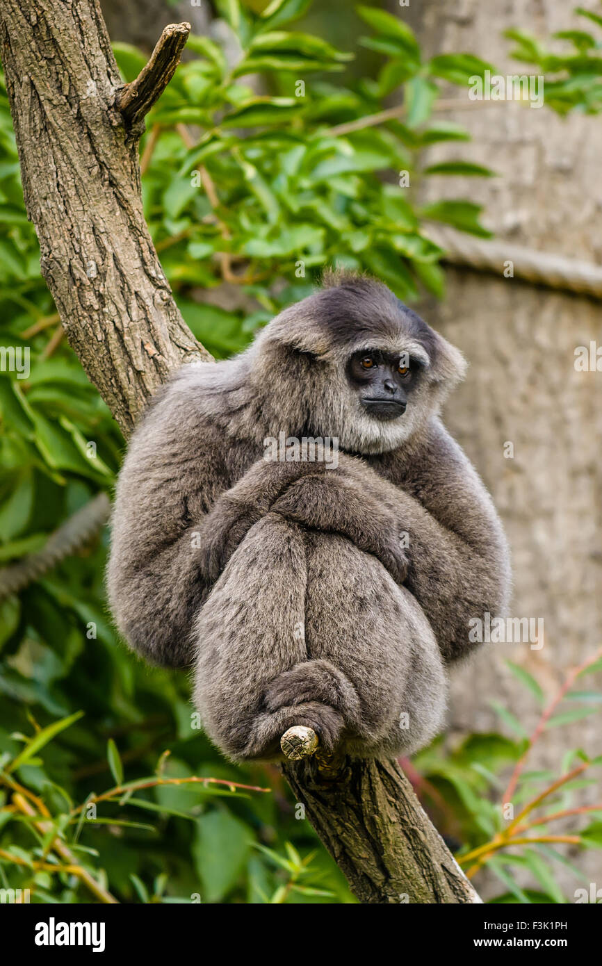 The silvery gibbon Hylobates moloch is a primate in the gibbon family, Hylobatidae. Stock Photo