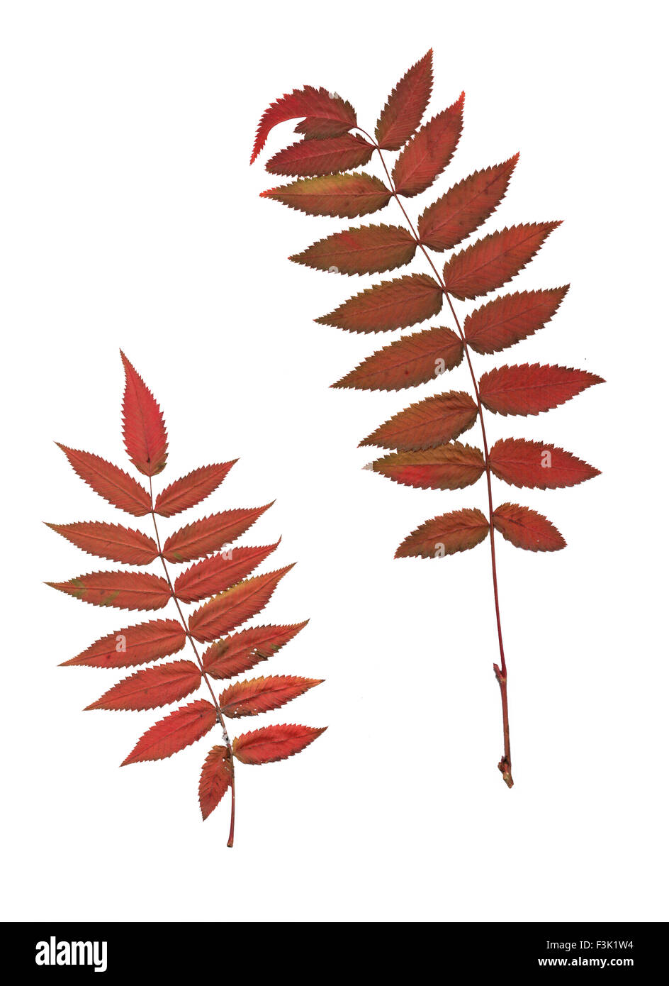 Set of autumn leaves isolated on white background Stock Photo - Alamy