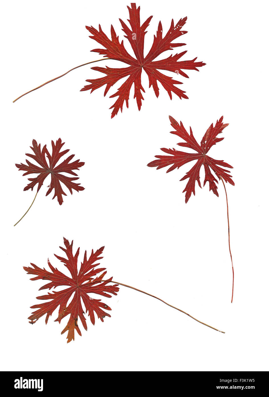 Set of autumn leaves isolated on white background Stock Photo - Alamy