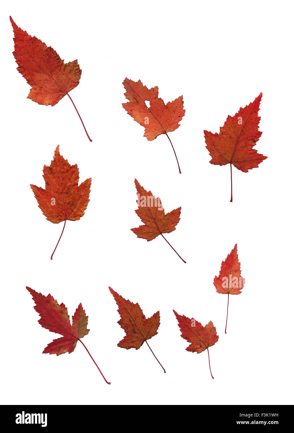 Set of autumn leaves isolated on white background Stock Photo - Alamy