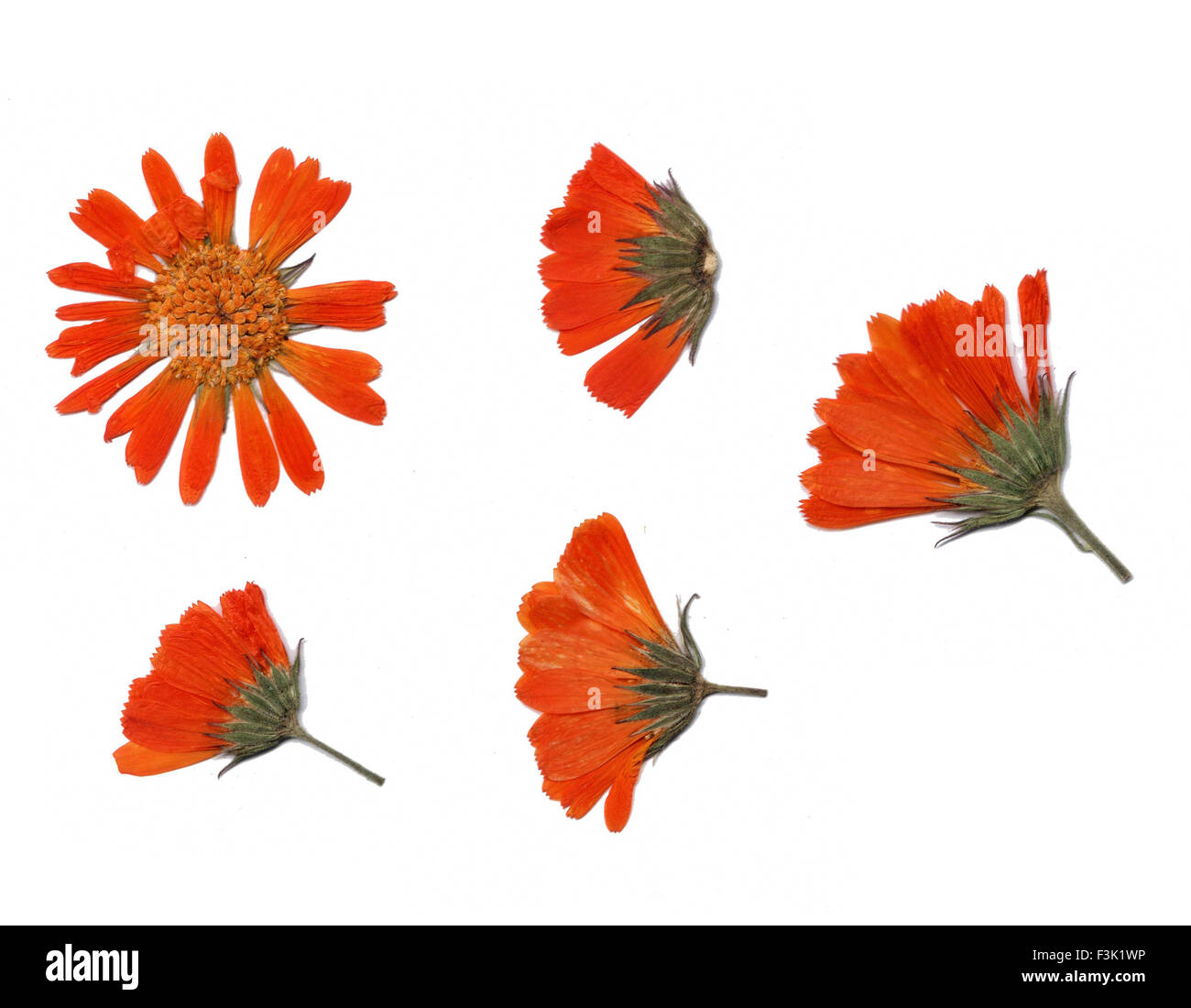 Collection of dried flowers isolated on a white background Stock Photo ...