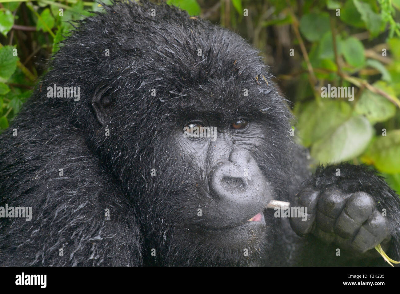 Mountain Gorilla (Gorilla beringei beringei) female from Agasha group portrait, eating bamboo , looking at camera, wet from rain Stock Photo