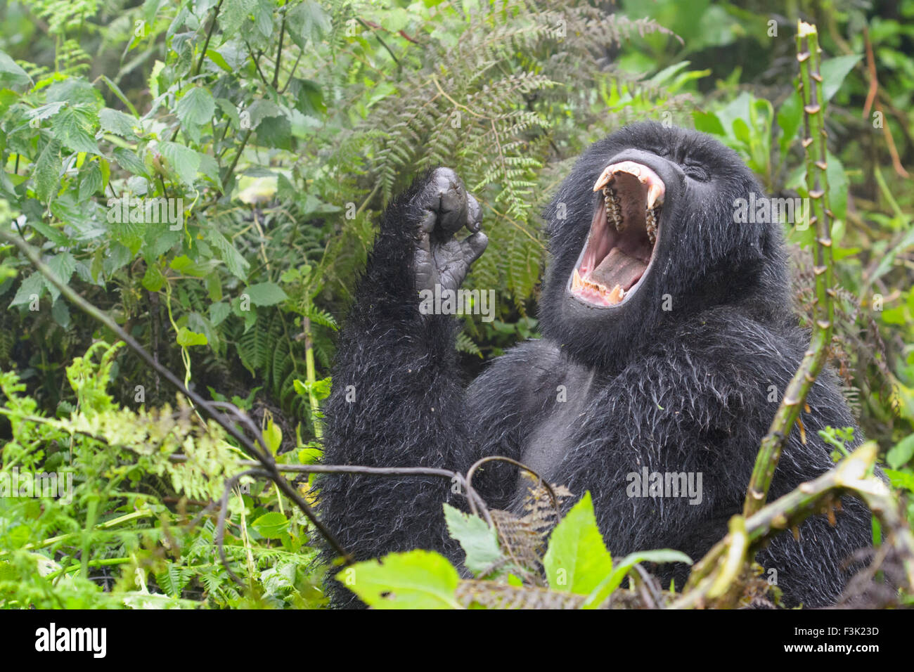 Mountain Gorilla (Gorilla gorilla beringei) female from the Agasha group, portrait in rain and yawning,  Volcanoes national park Stock Photo