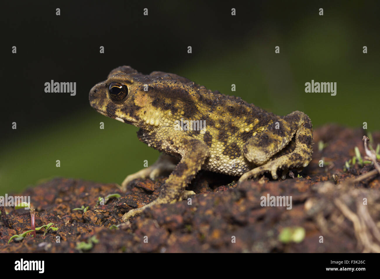 Toad, Bufo sp, Bufonidae, Agumbe ARRSC, Karnataka , India Stock Photo