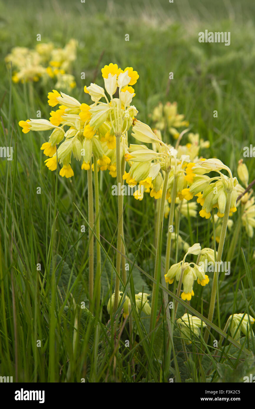 UK, England, Yorkshire East Riding, Huggate, Waterman Hole, wild flowers, Cowslips, Primula veris Stock Photo