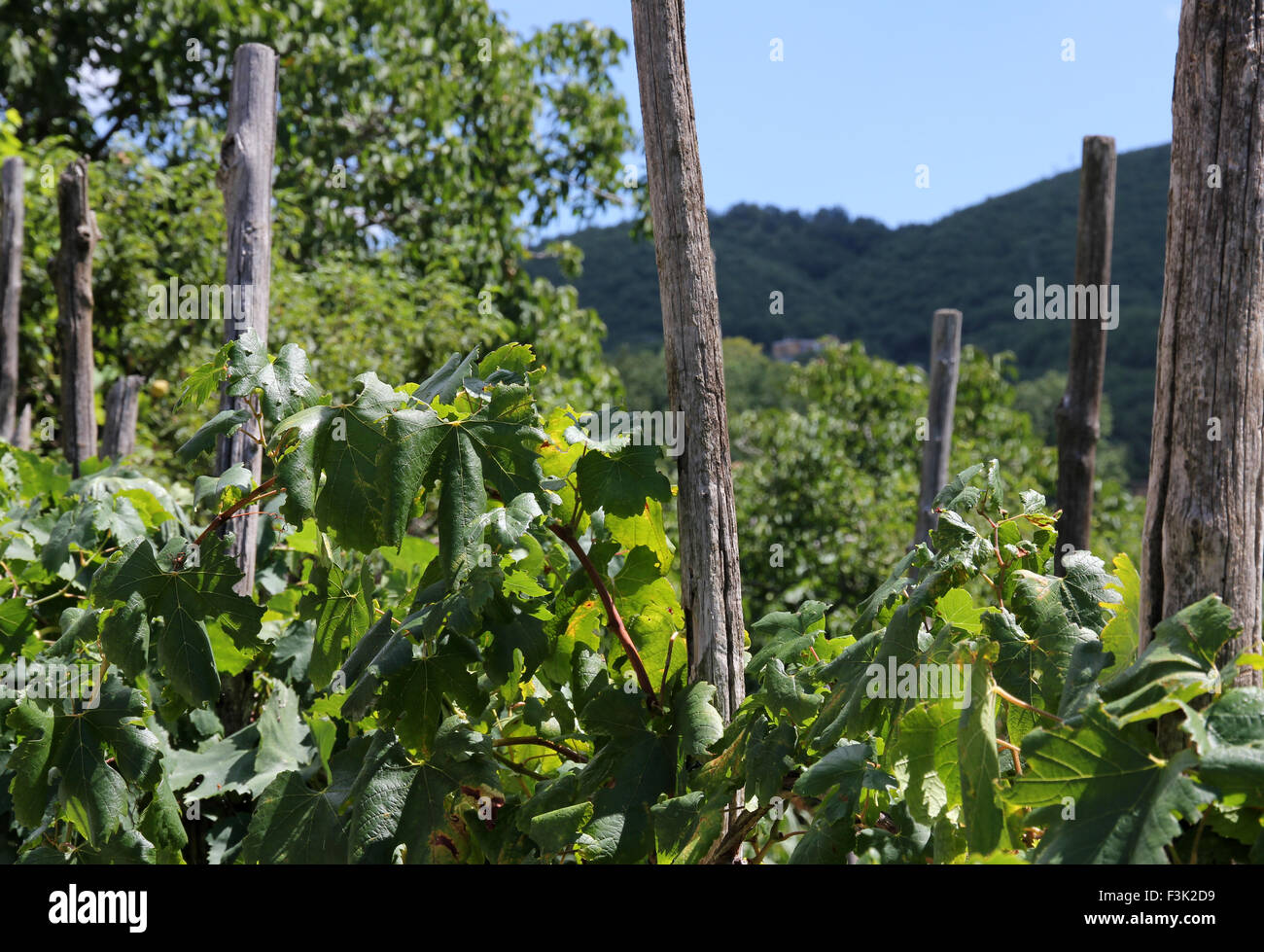 Italian grape vine Stock Photo