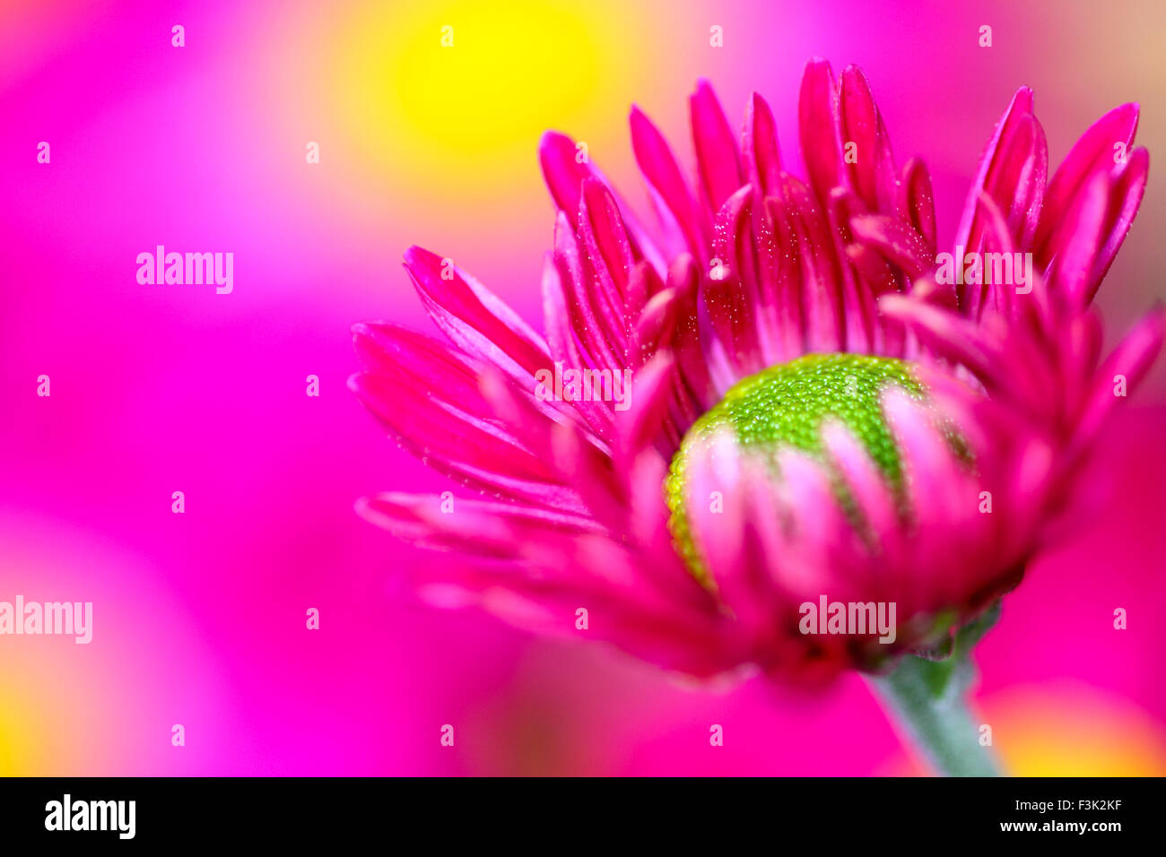 Leeds, UK. 08th Oct, 2015. After a week of wet weather the sun finally shone today highlighting the beautiful autumnal colours at Golden Acre park near Leeds, West Yorkshire.The large display of chrysanthemum flowers looked particularly vibrant. Taken on the 8th October 2015. Credit:  Andrew Gardner/Alamy Live News Stock Photo