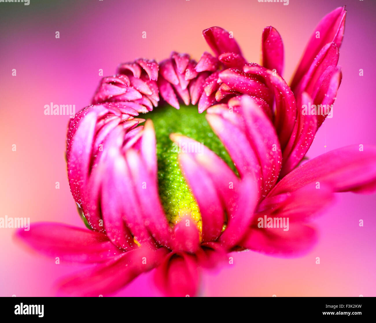 Leeds, UK. 08th Oct, 2015. After a week of wet weather the sun finally shone today highlighting the beautiful autumnal colours at Golden Acre park near Leeds, West Yorkshire.The large display of chrysanthemum flowers looked particularly vibrant. Taken on the 8th October 2015. Credit:  Andrew Gardner/Alamy Live News Stock Photo