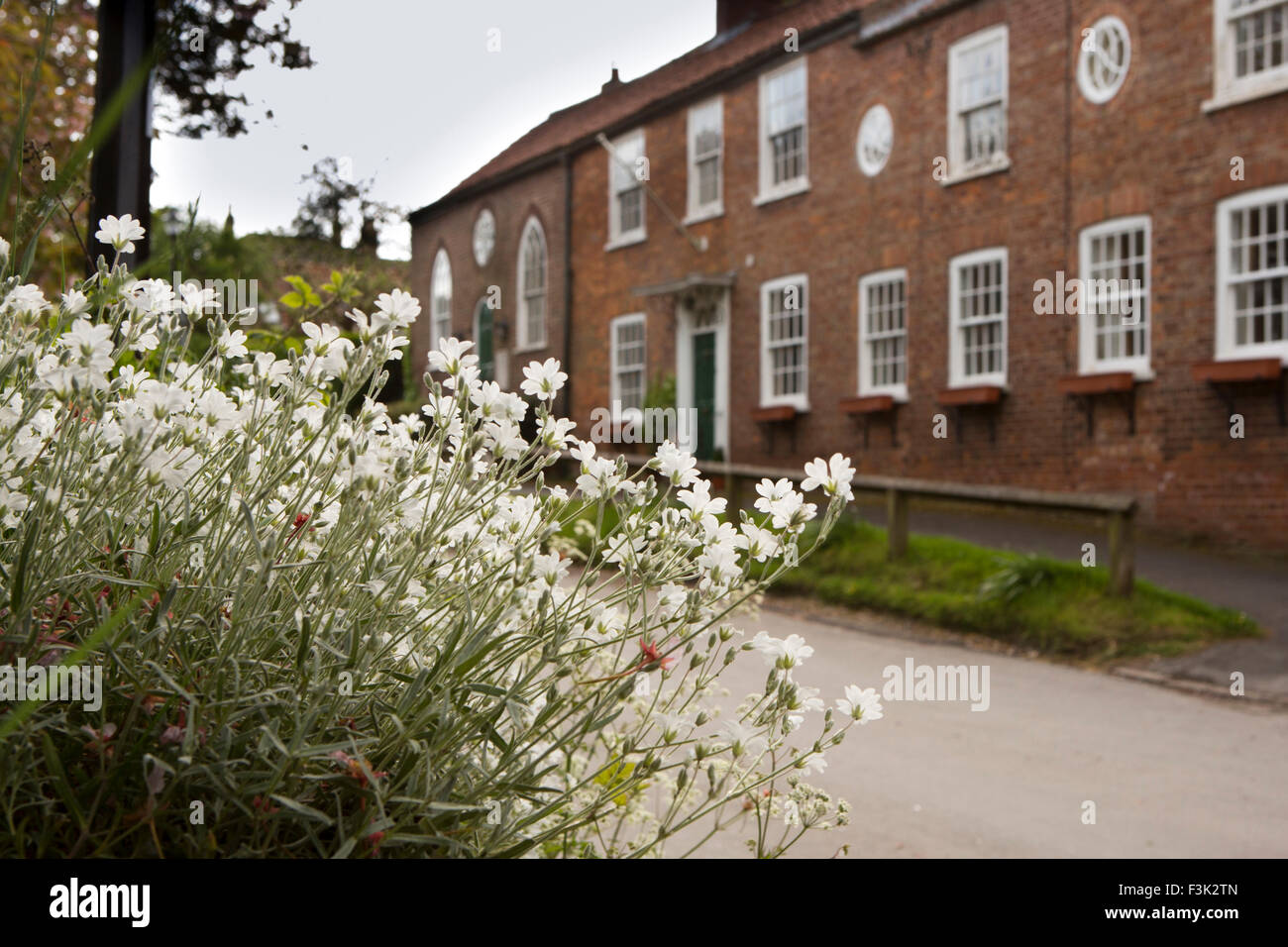 UK, England, Yorkshire East Riding, Goodmanham, churchyard White Rock rose flowers Helianthemum apenninum Stock Photo