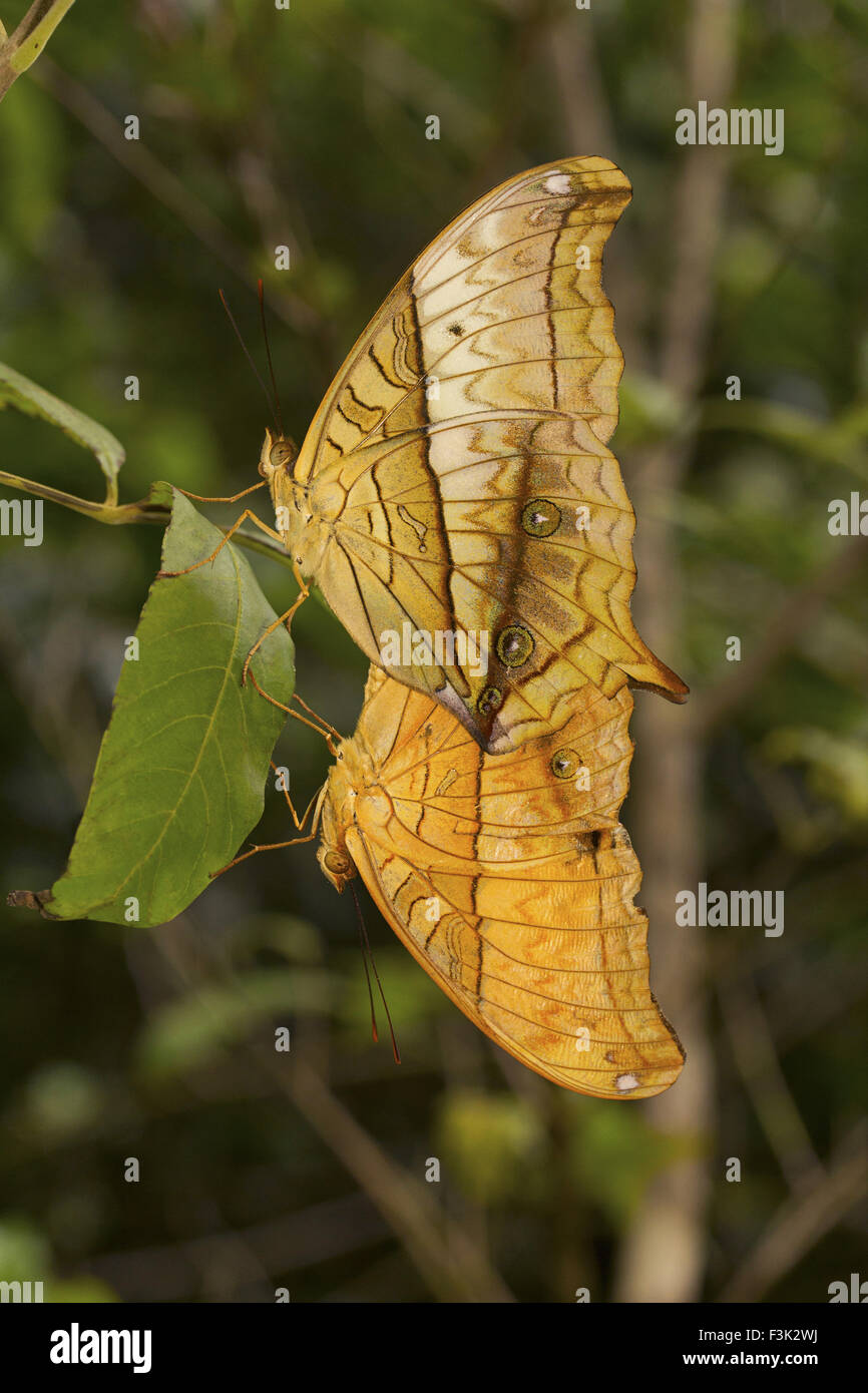 Cruiser, Vindula sp, Nymphalidae, Agumbe ARRSC, Karnataka , India Stock Photo