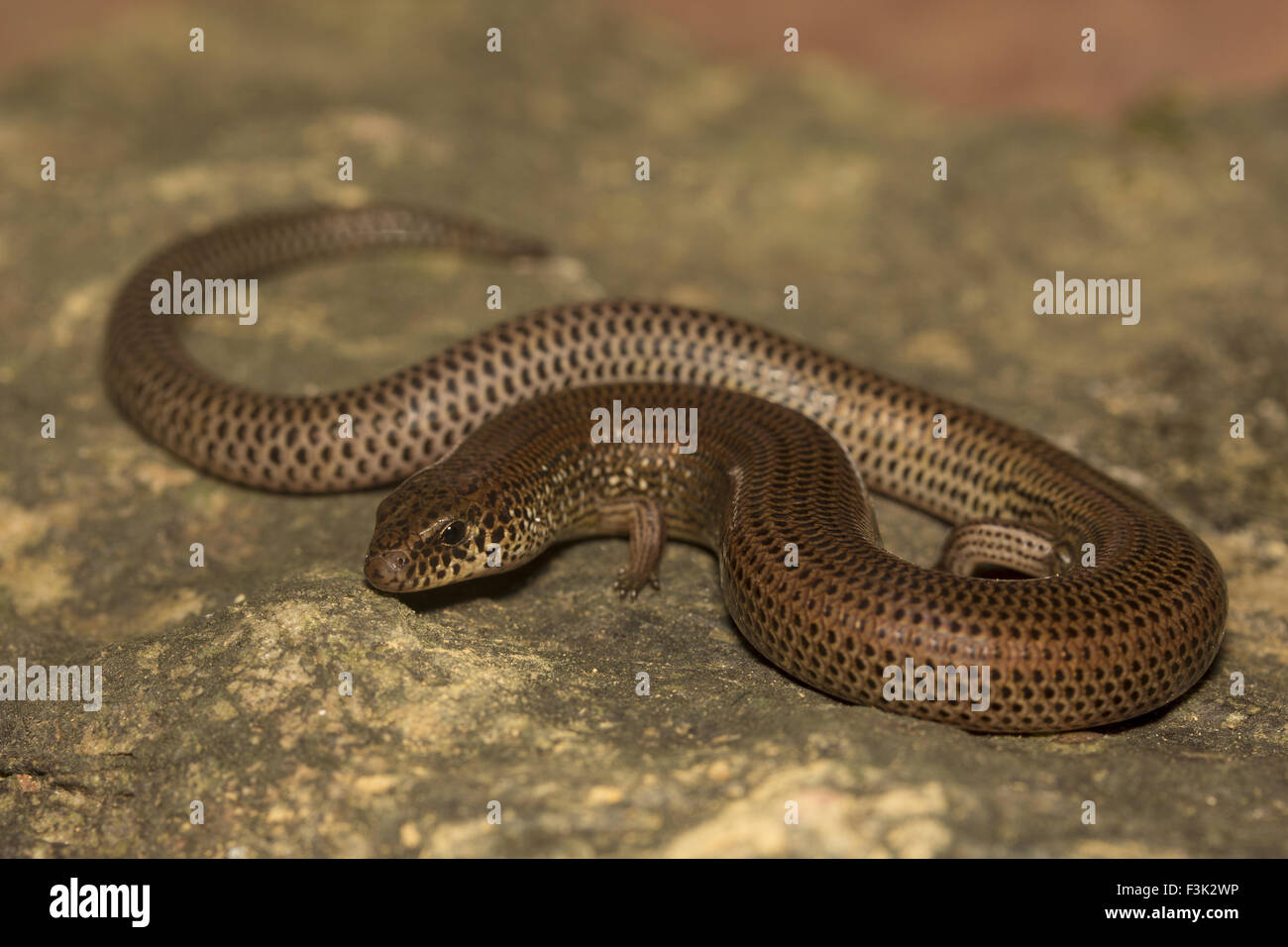 Snake skink, Lygosoma sp, Scincidae, Agumbe ARRSC, Karnataka , India Stock Photo