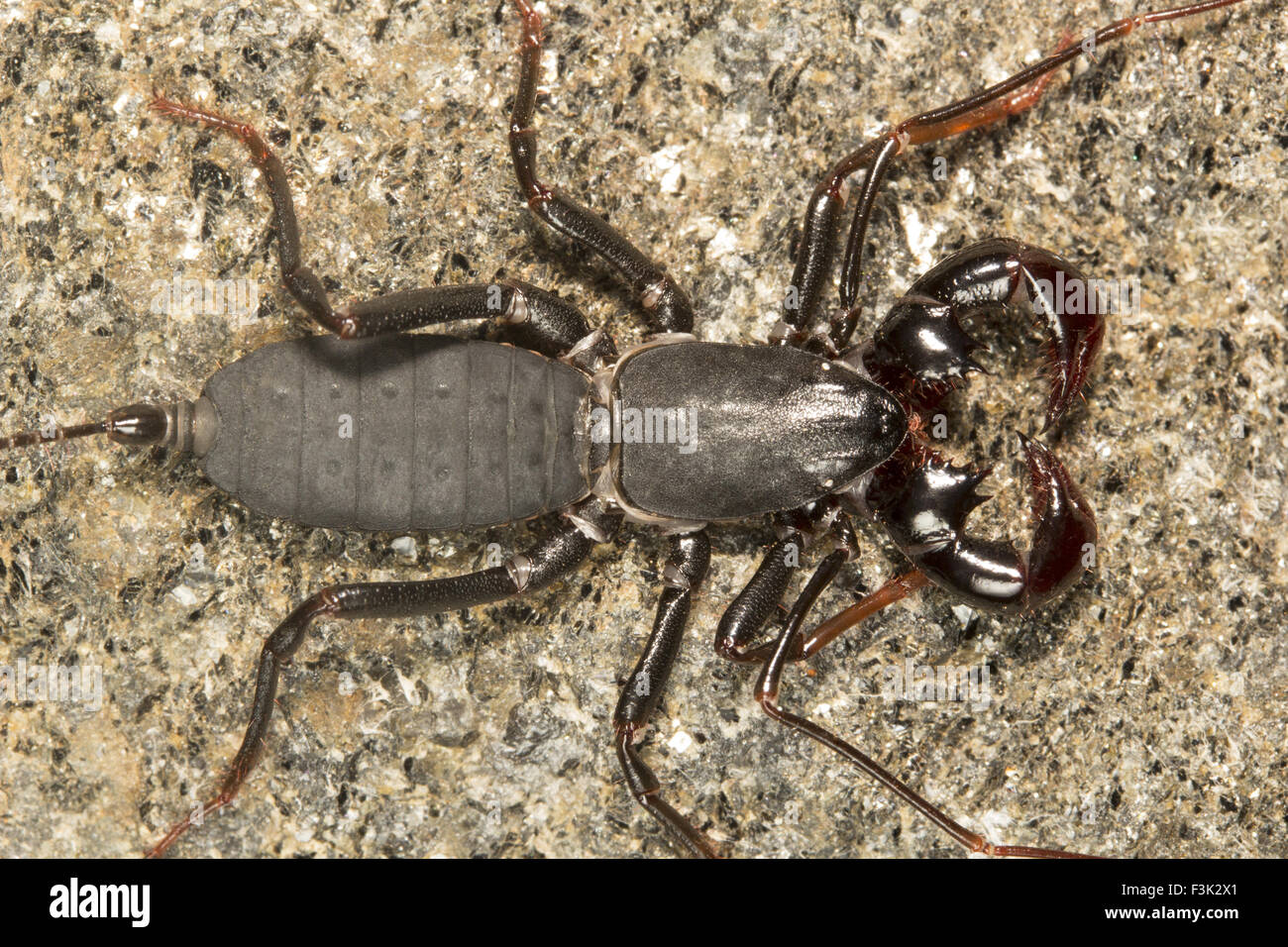 Whiptail scorpion or vinegar scorpion, Lobochirus sp, Thelyphonidae, Agumbe ARRSC, Karnataka , India Stock Photo